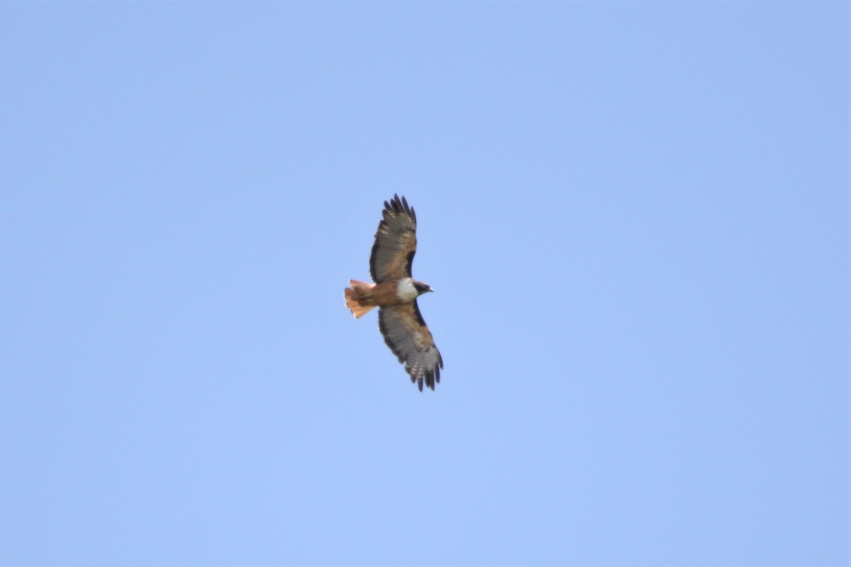 Red-tailed Hawk (costaricensis) - ML499075961