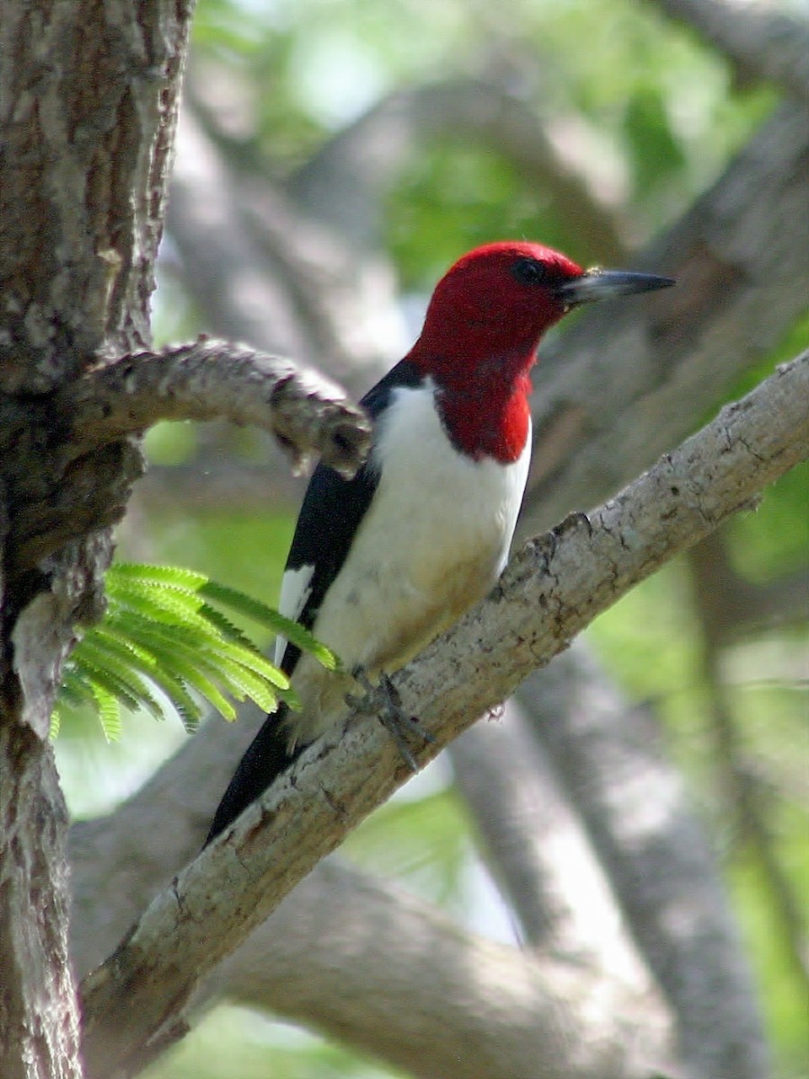 Red-headed Woodpecker - ML49907611