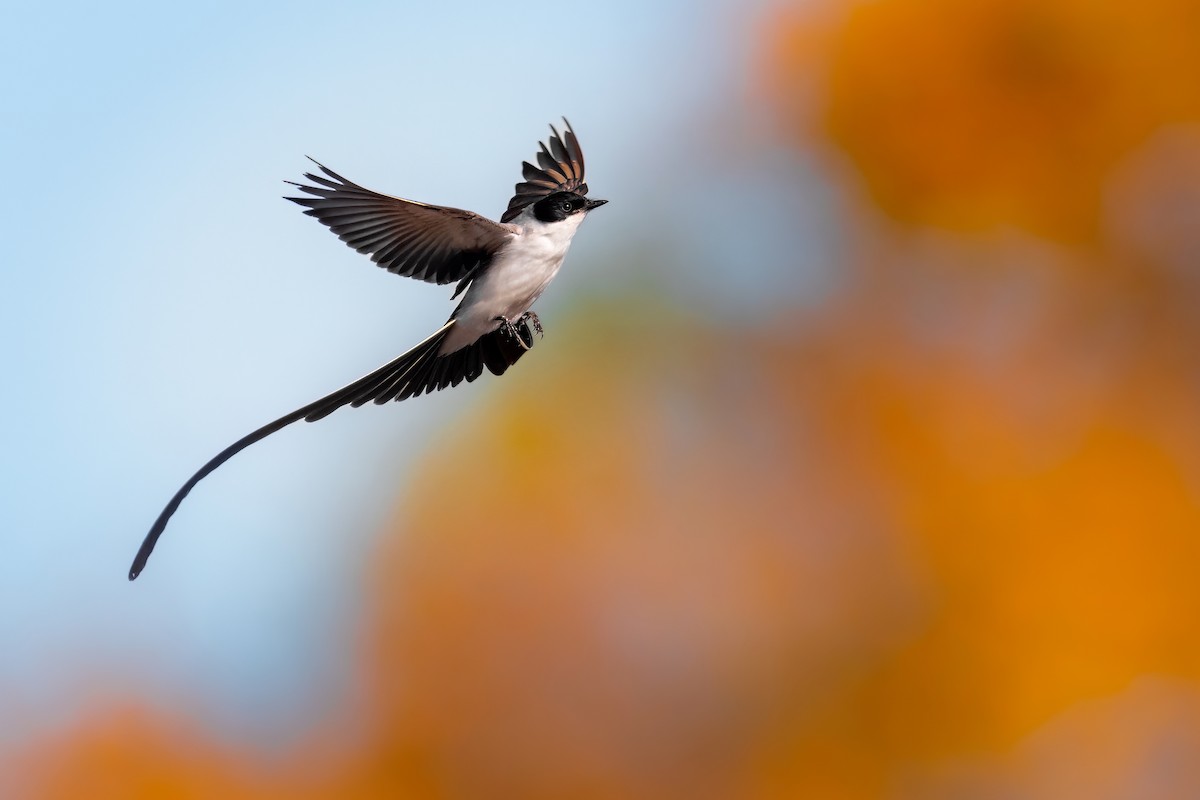 Fork-tailed Flycatcher - ML499081841