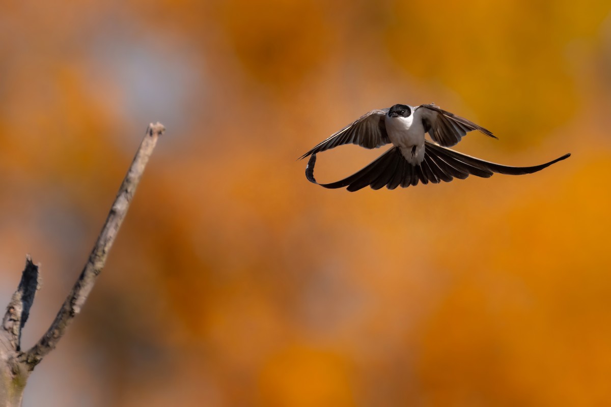 Fork-tailed Flycatcher - Matt Zuro