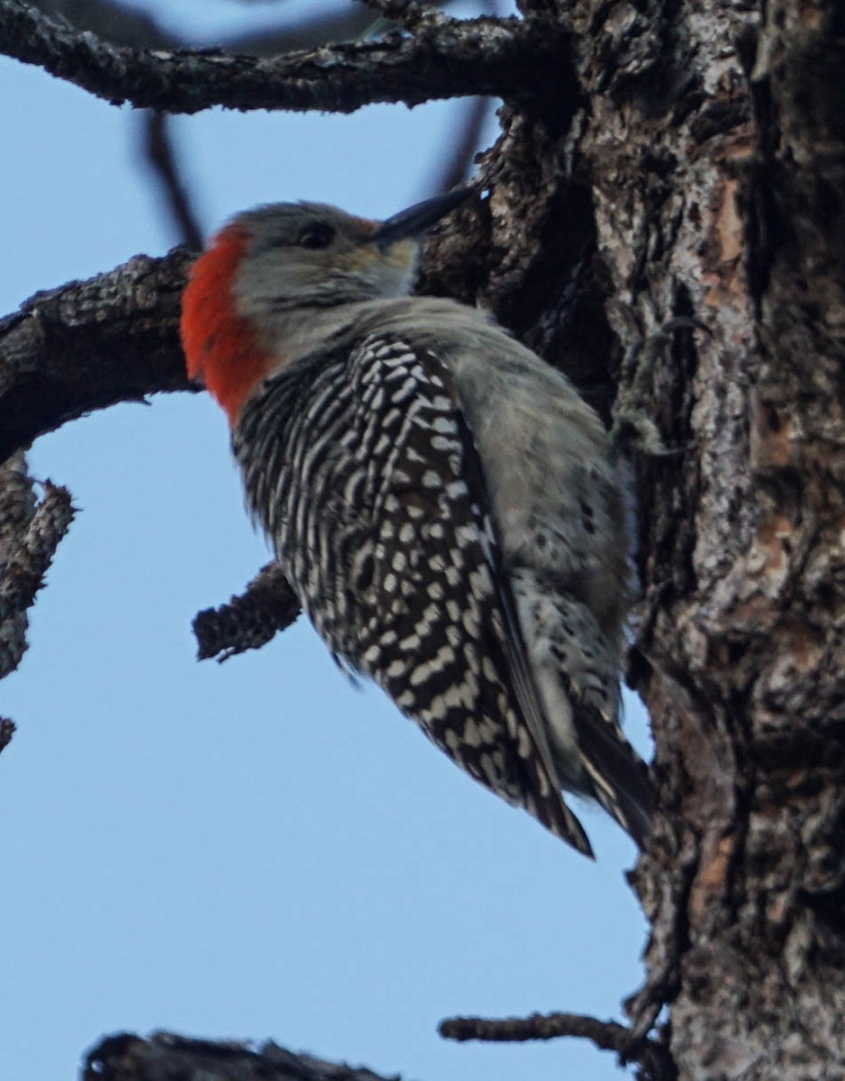 Red-bellied Woodpecker - Doreen LePage