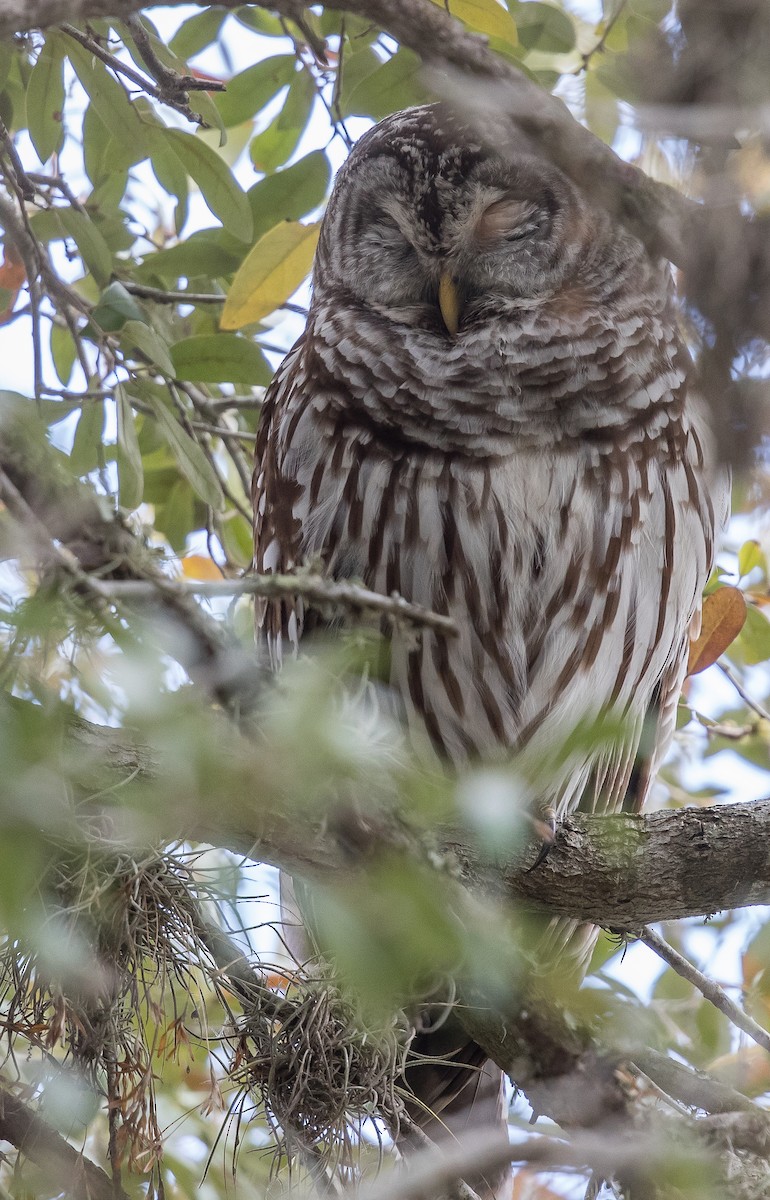 Barred Owl - ML49908681