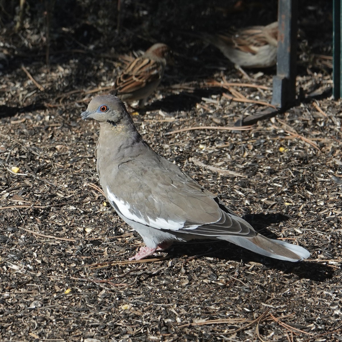 White-winged Dove - ML499091031