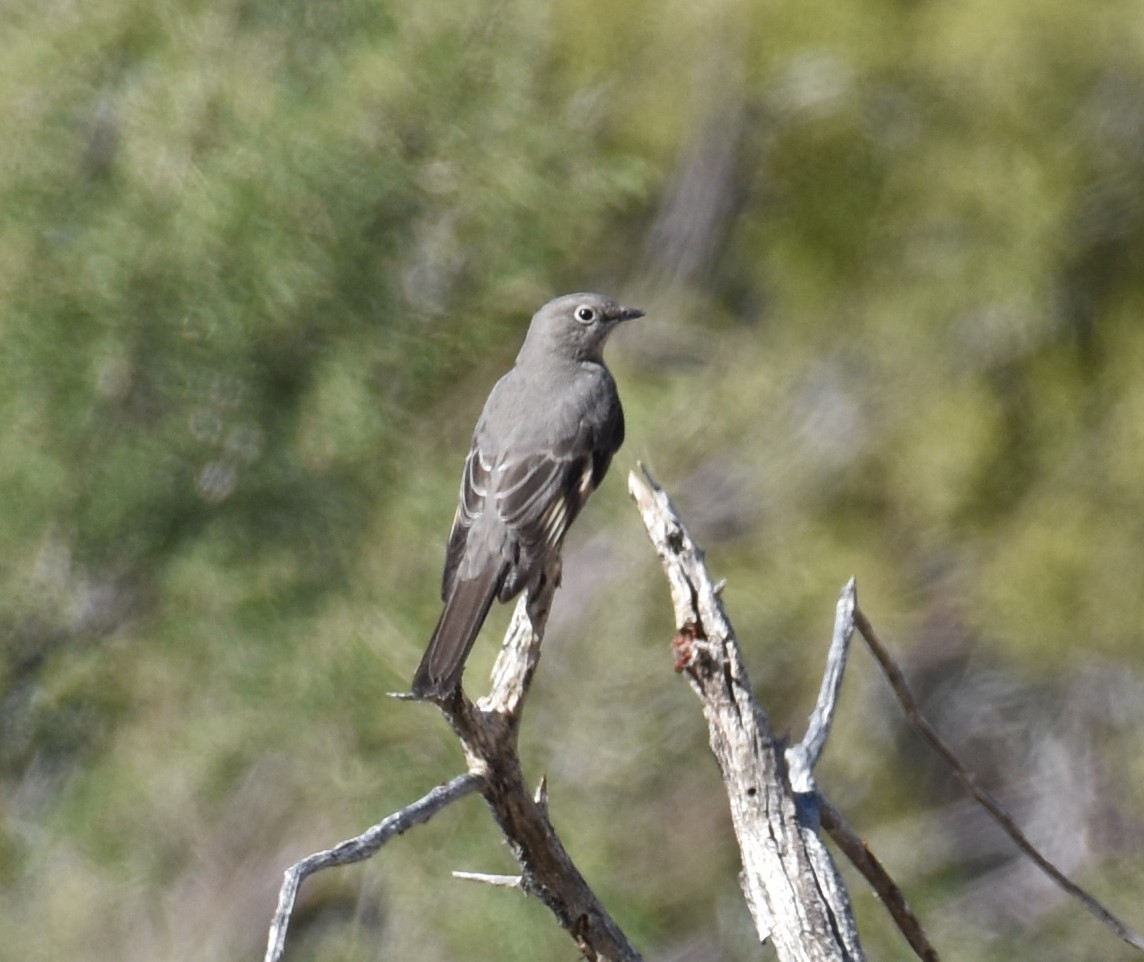 Townsend's Solitaire - ML499094191