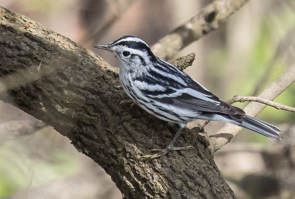 Black-and-white Warbler - ML49909491