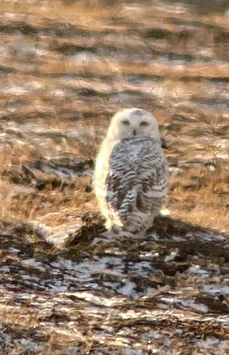 Snowy Owl - ML499096011