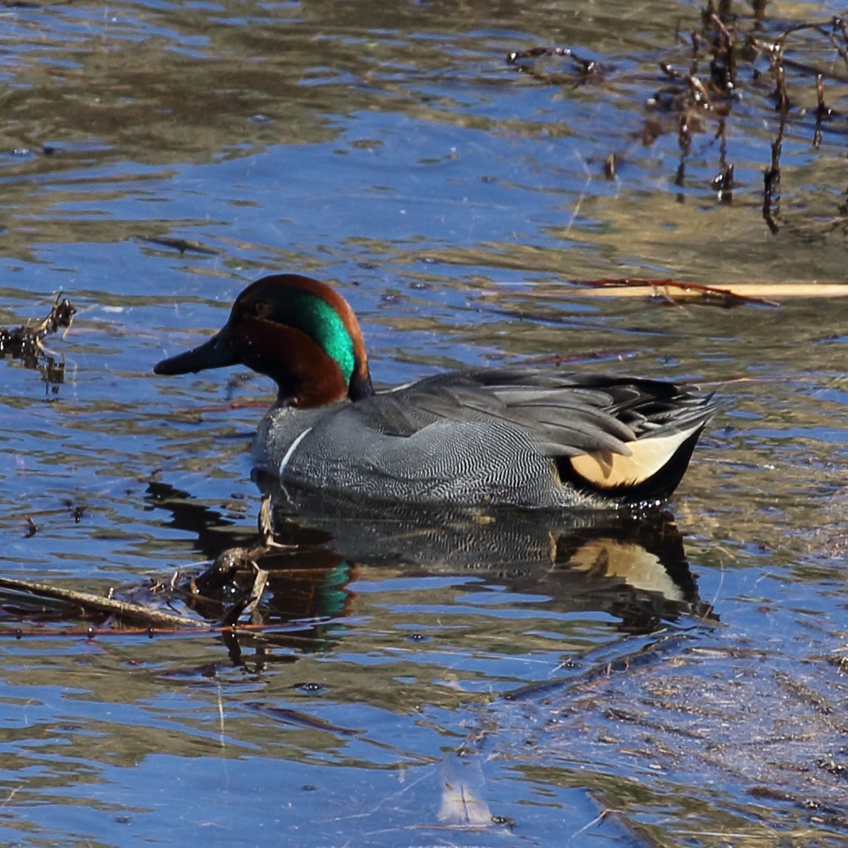 Green-winged Teal - ML49909651