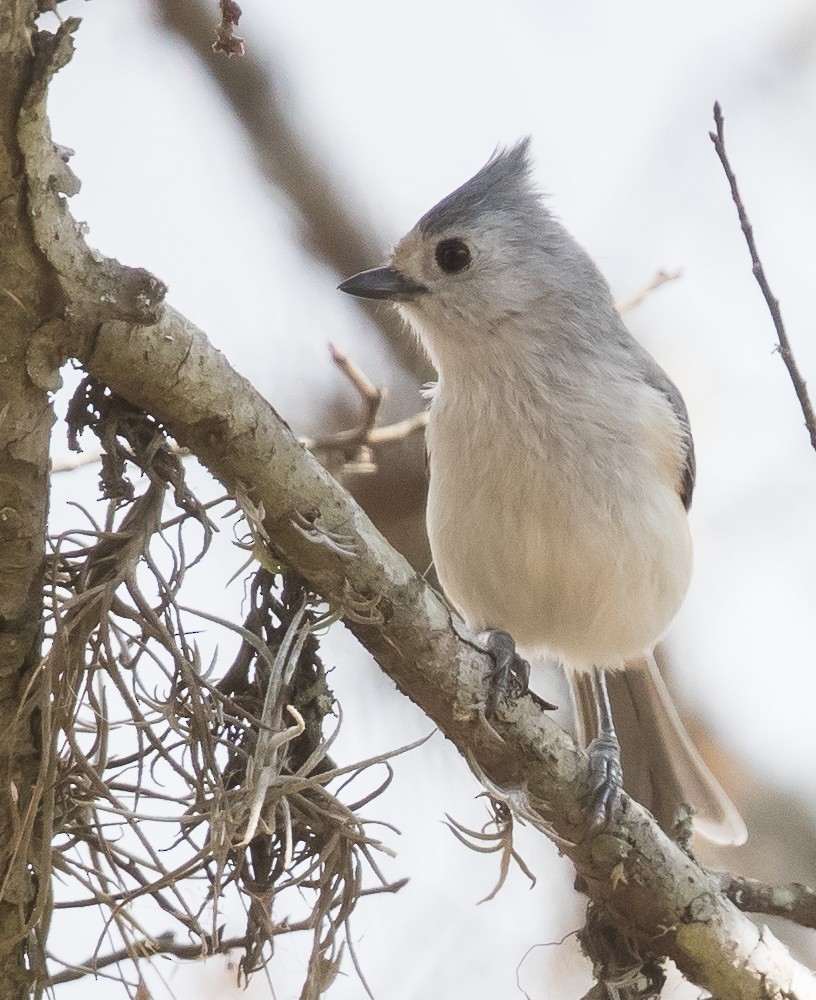 Tufted/Black-crested Titmouse - ML49909841