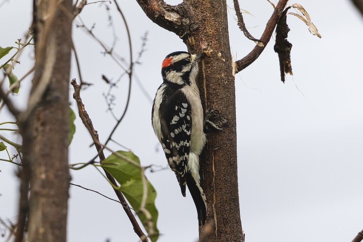 Downy Woodpecker - ML499100771