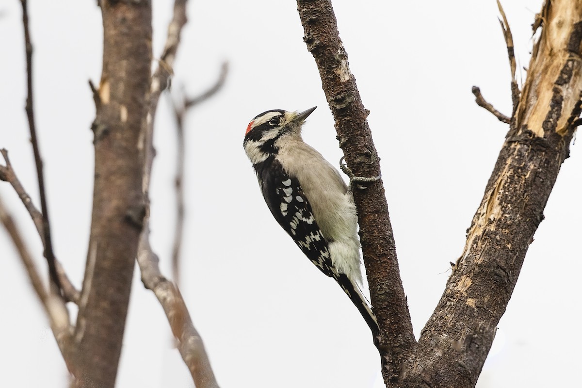 Downy Woodpecker - ML499100781