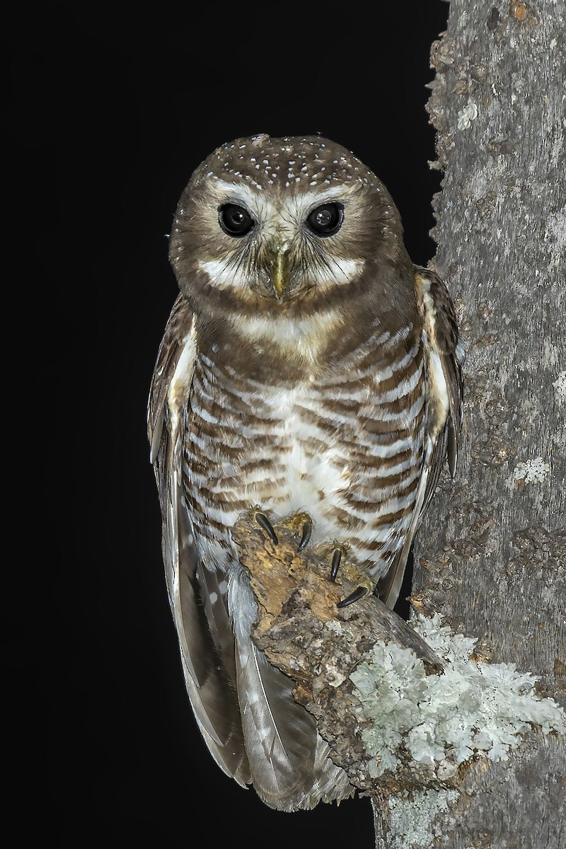 White-browed Owl - ML499104531