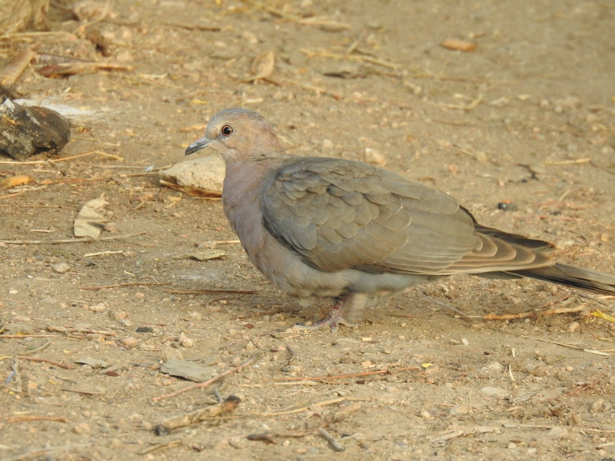 Red-eyed Dove - ML499105511