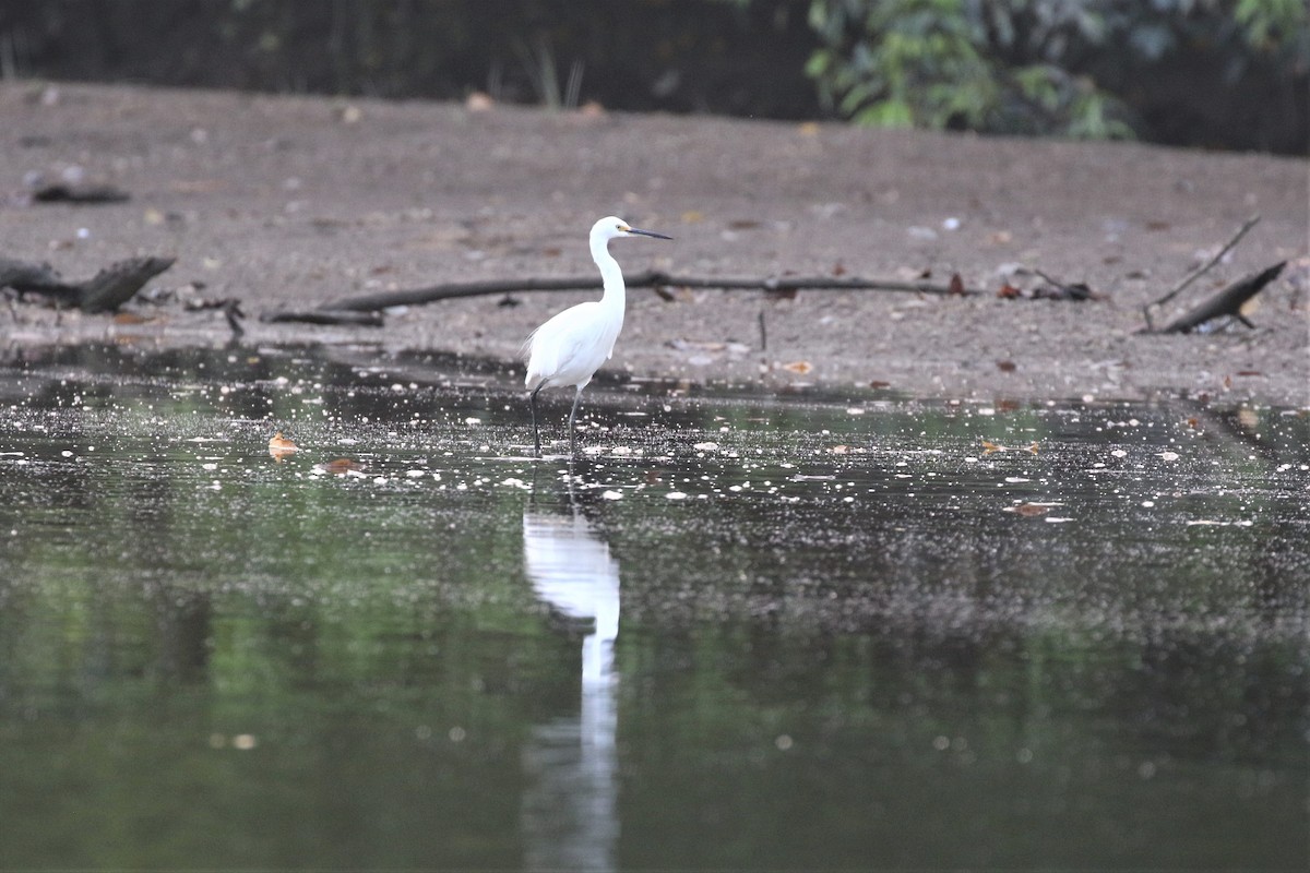 Little Egret (Australasian) - ML499107961