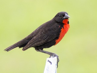 Orange Breasted Bird With Black Head