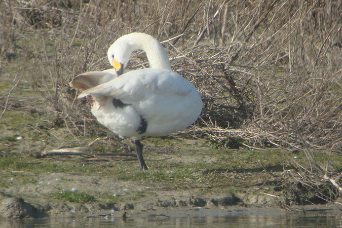 Tundra Swan (Bewick's) - ML49910861