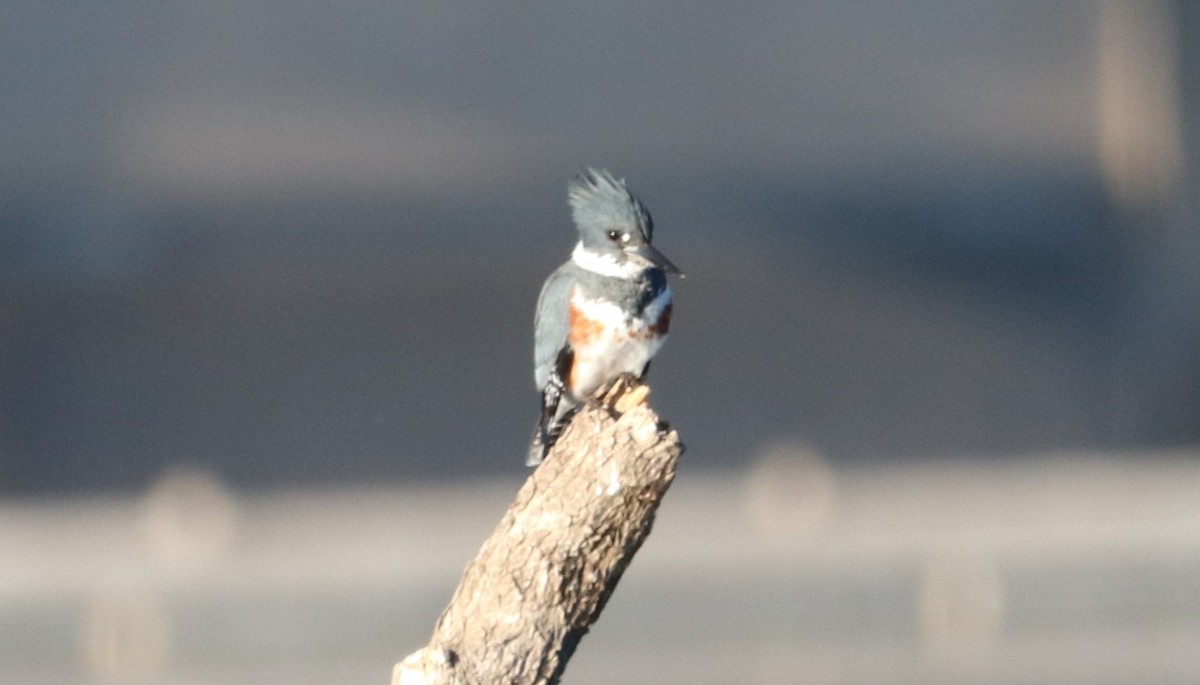 Belted Kingfisher - ML499113571