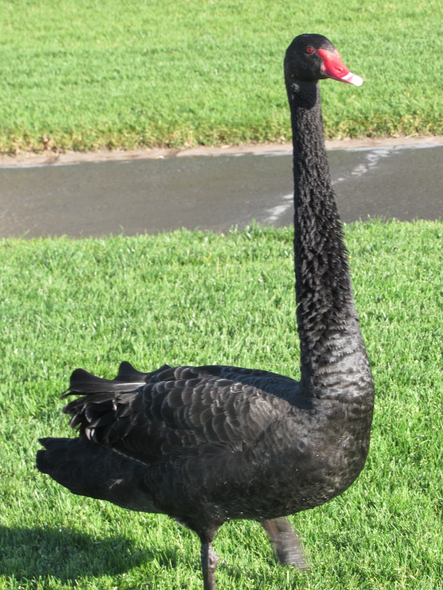 Black Swan - Emily Davis