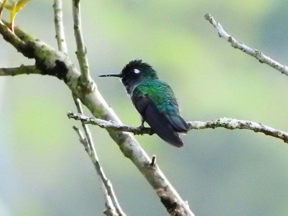 Violet-headed Hummingbird - ML499115551