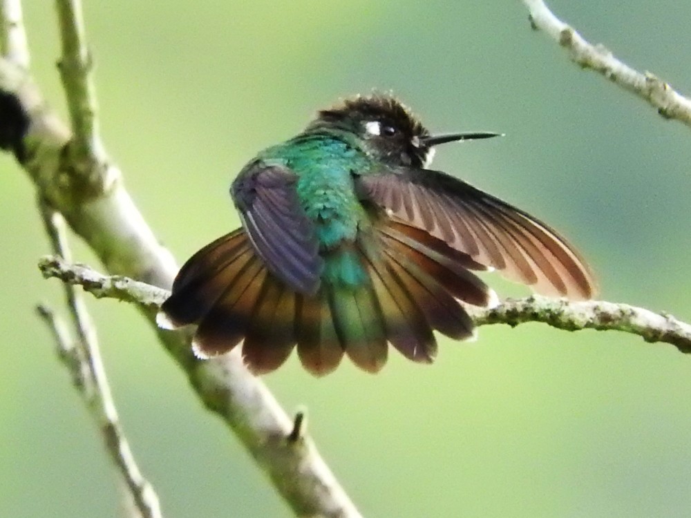 Violet-headed Hummingbird - ML499115561