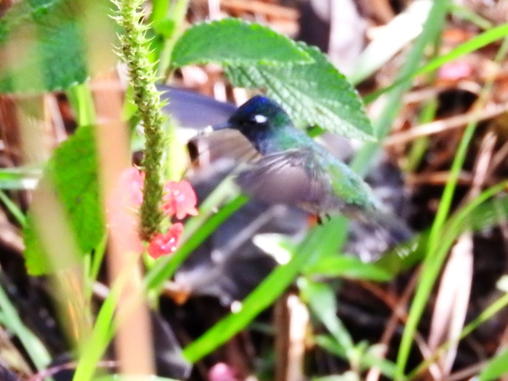 Violet-headed Hummingbird - ML499115571