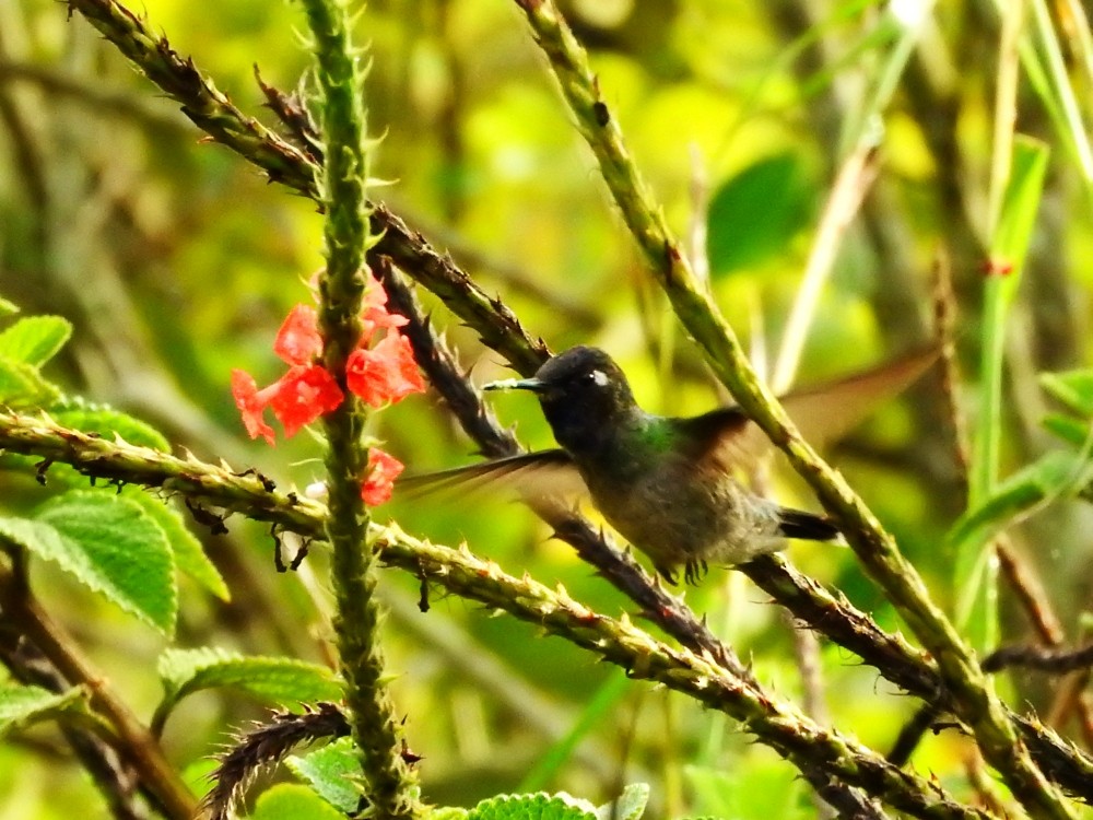Violet-headed Hummingbird - ML499115591