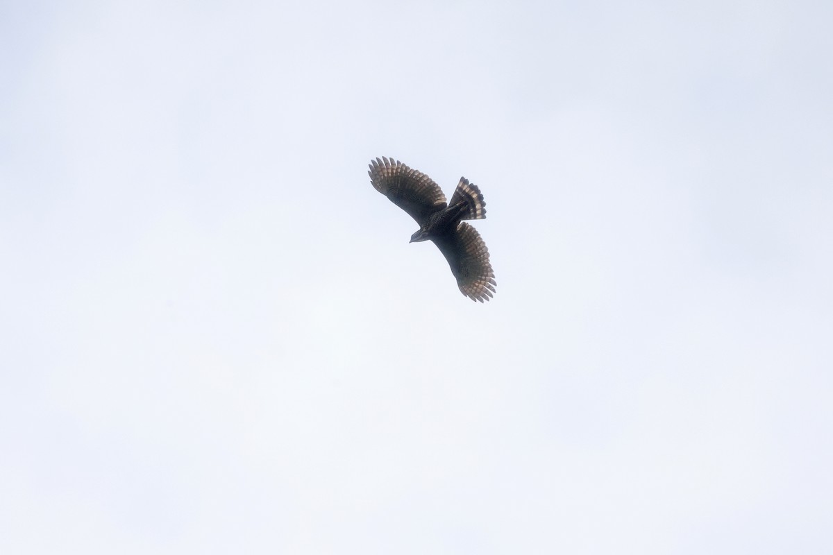 Sulawesi Hawk-Eagle - ML499120111