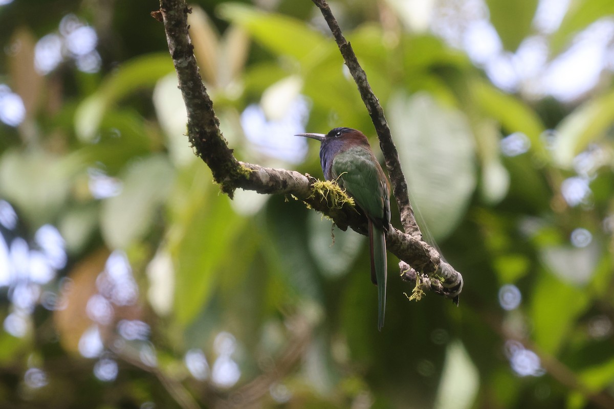Purple-bearded Bee-eater - ML499120461