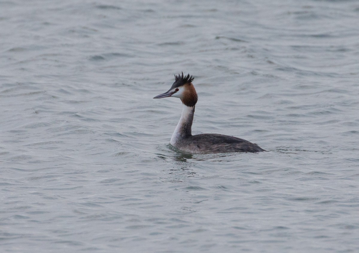 Great Crested Grebe - ML499121871