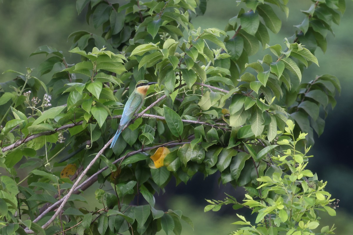 Blue-tailed Bee-eater - ML499123501