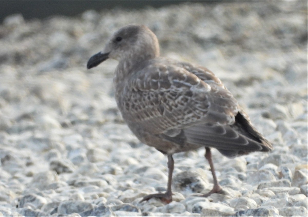 Western x Glaucous-winged Gull (hybrid) - Reba and Allan Dupilka