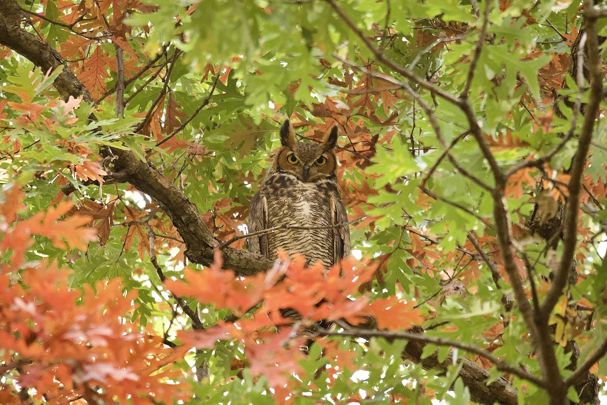 Great Horned Owl - ML499127421