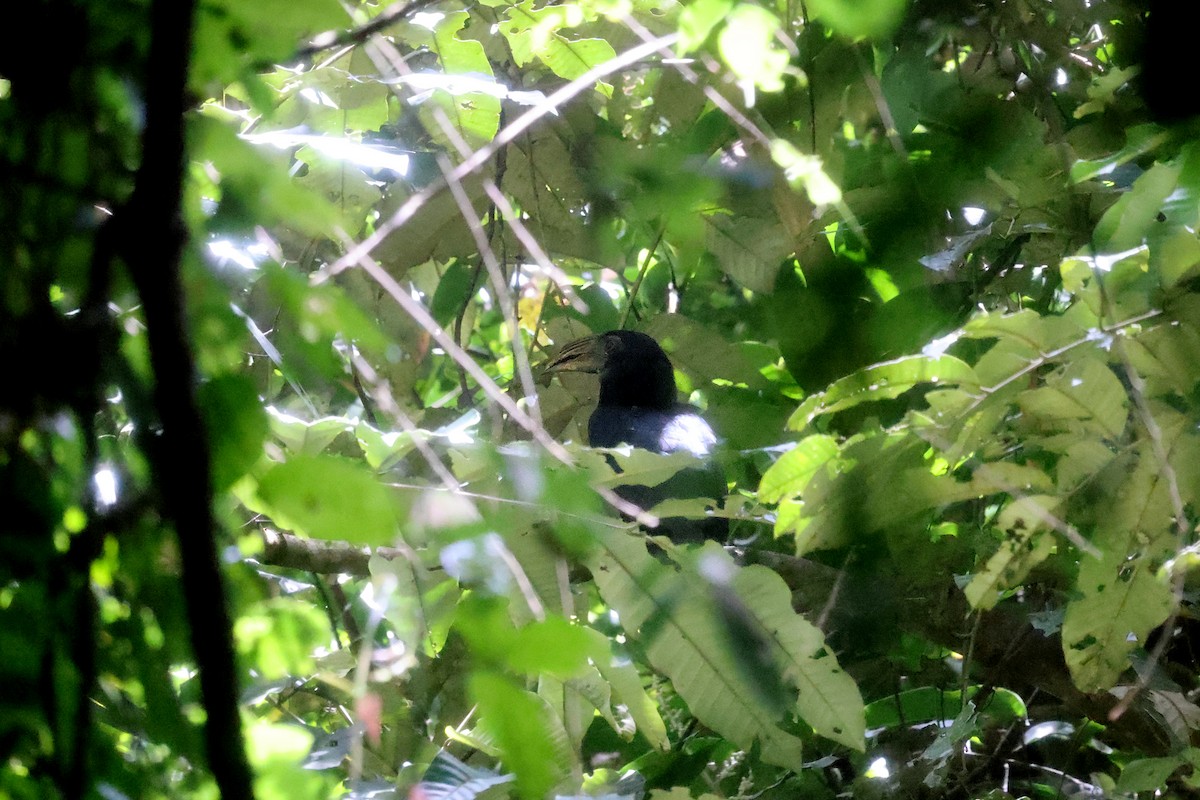 Sulawesi Hornbill - ML499134811