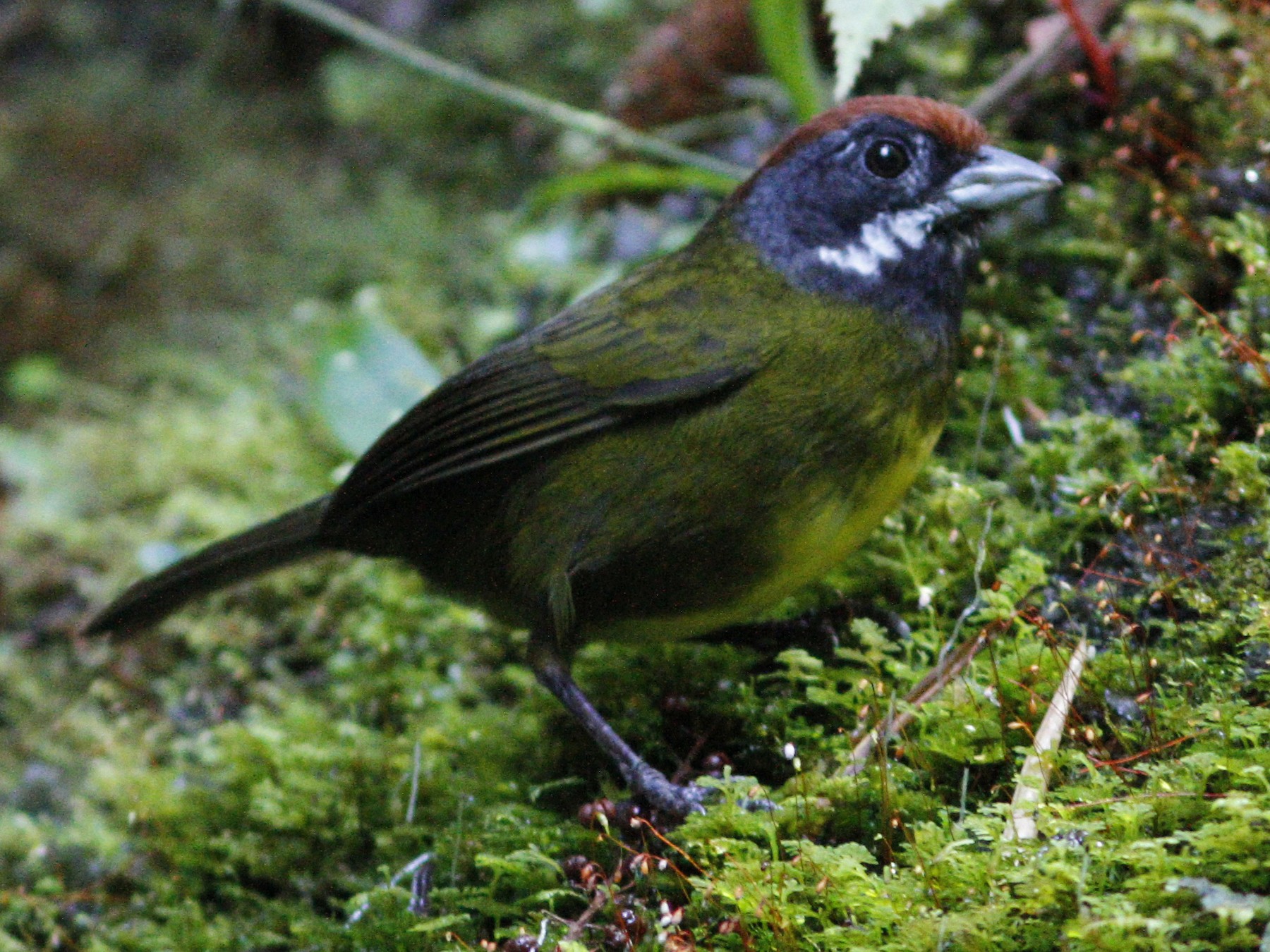 Sooty-faced Finch - Dave Beeke