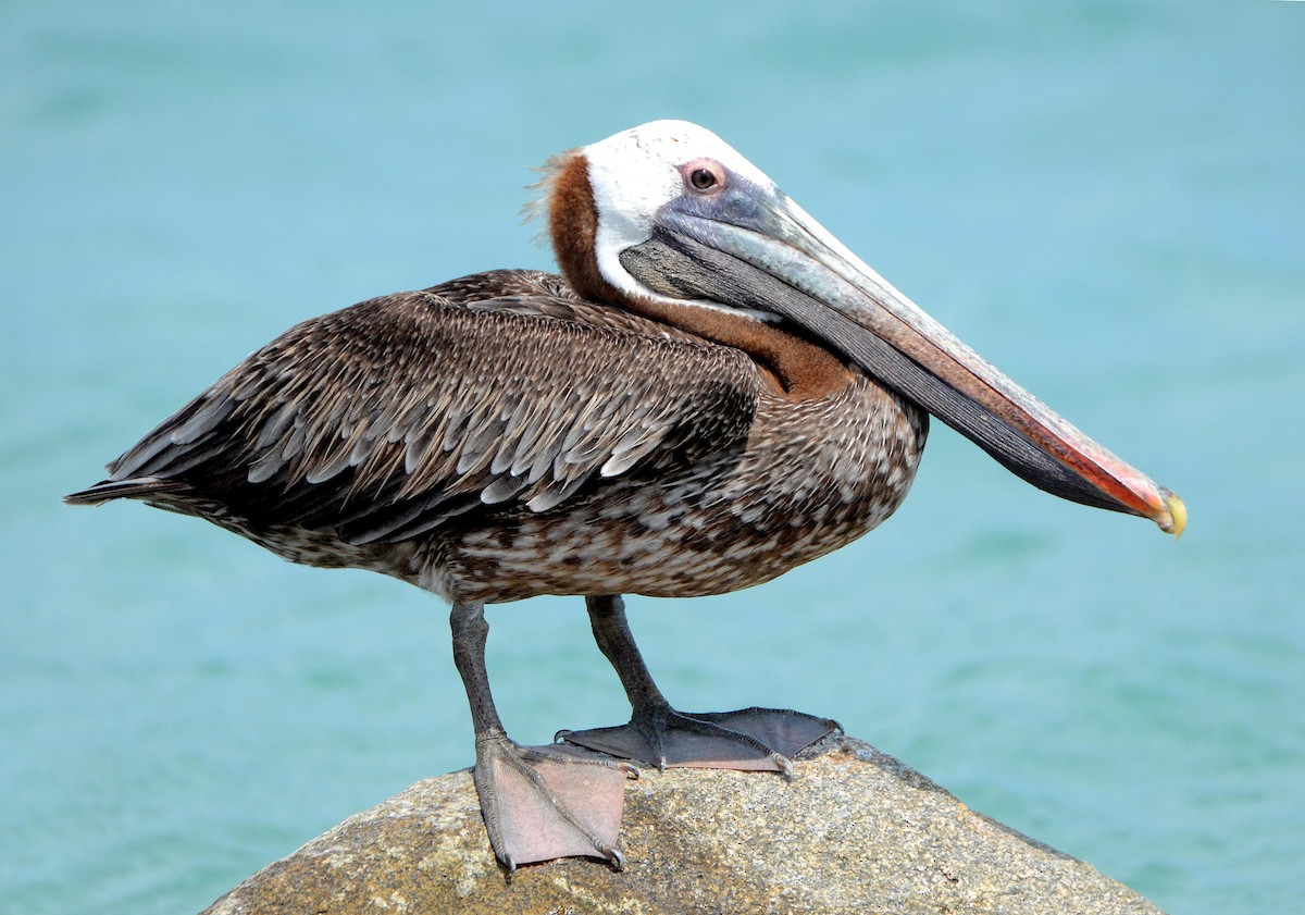 pelikán hnědý - ML49914001
