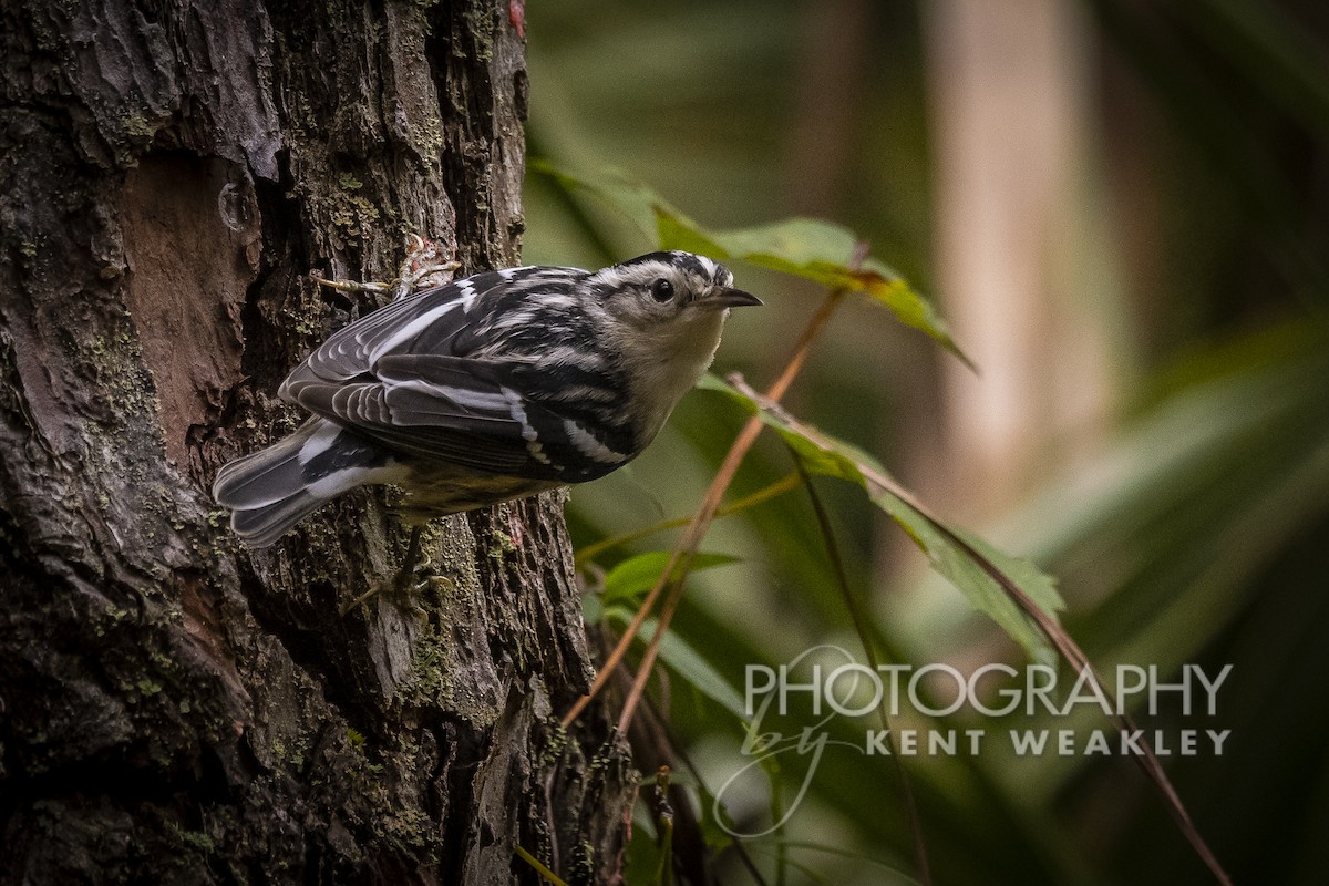 Black-and-white Warbler - ML499140511