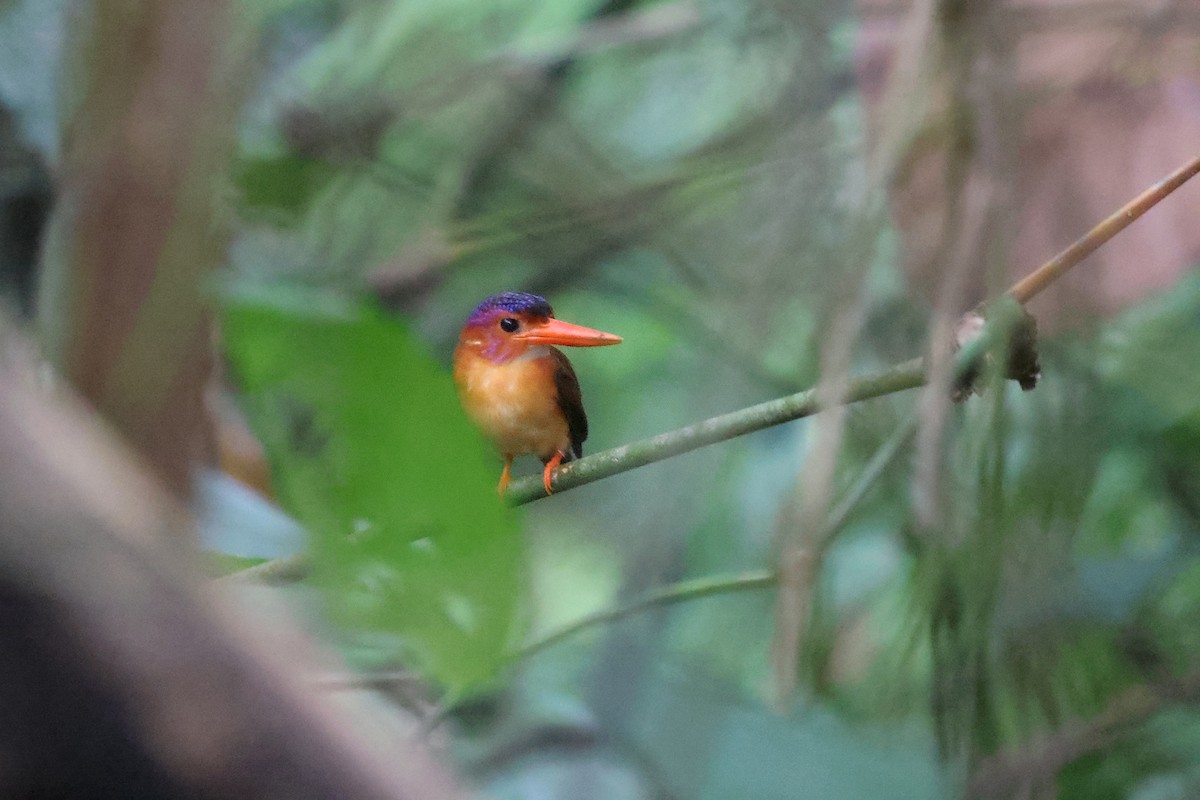 Sulawesi Dwarf-Kingfisher - ML499141511