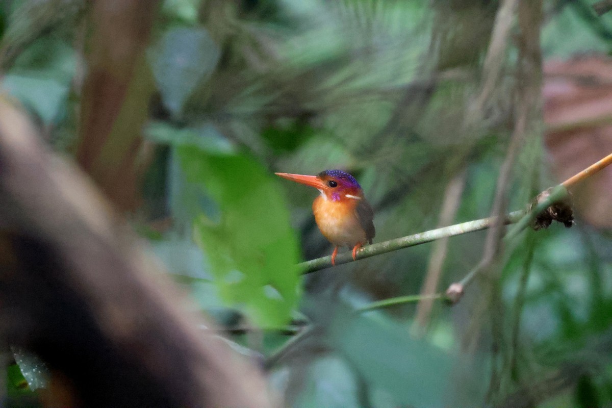 Sulawesi Dwarf-Kingfisher - Brendan Ryan