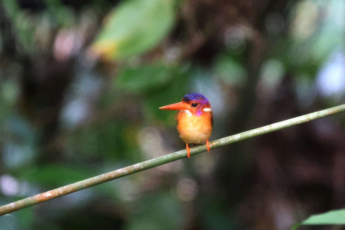 Sulawesi Dwarf-Kingfisher - ML499141711