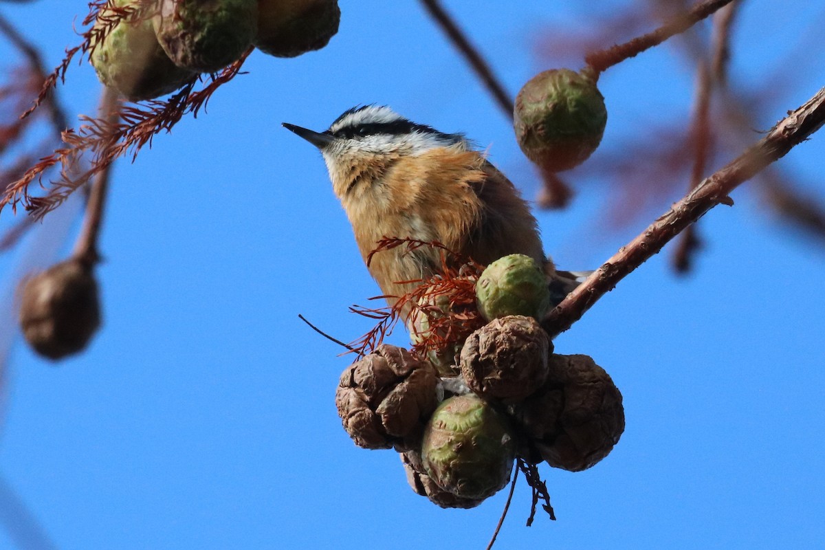 Red-breasted Nuthatch - ML499142141
