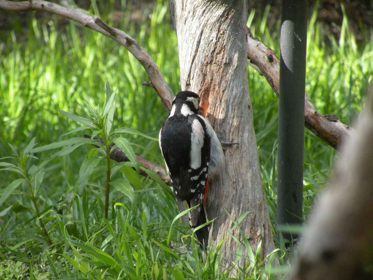 Great Spotted Woodpecker - ML499143791