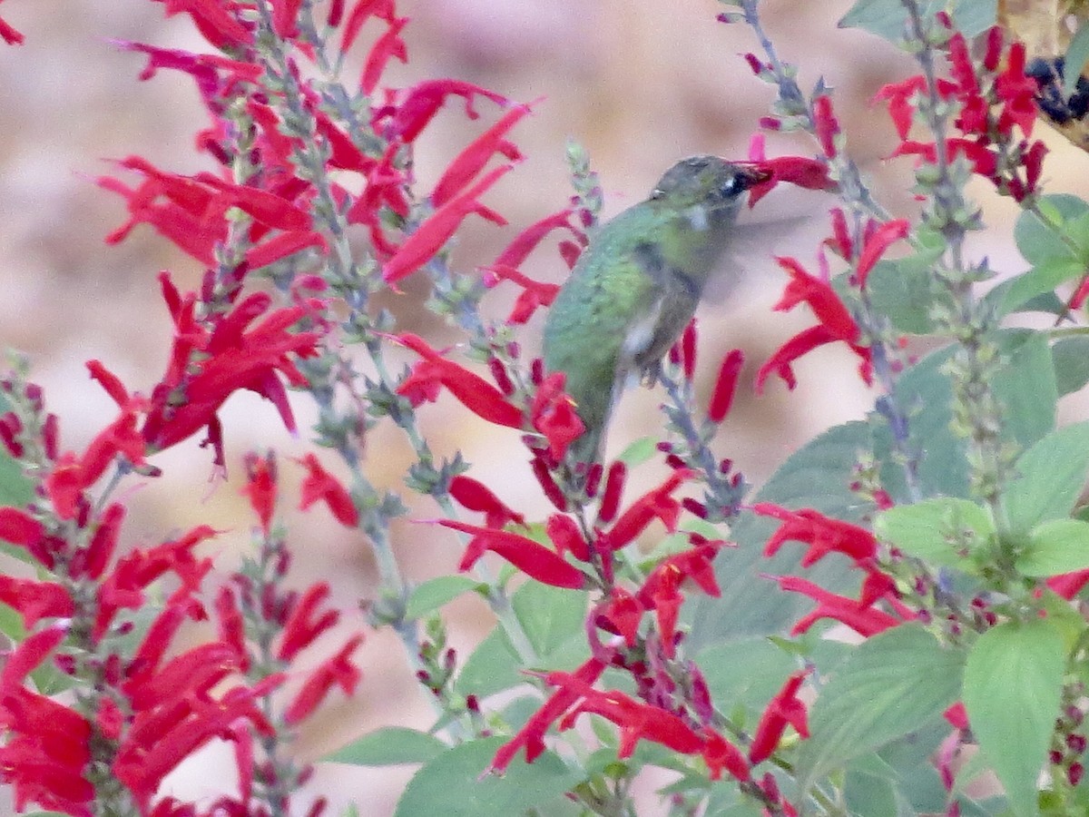 Ruby-throated Hummingbird - ML499145351