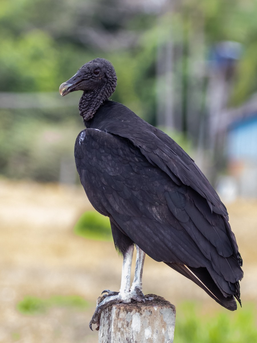 Black Vulture - ML499145531