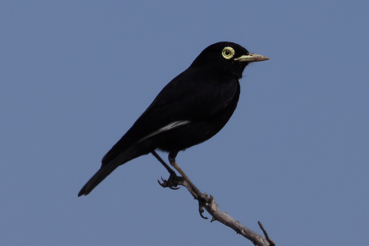 Spectacled Tyrant - ML499145571