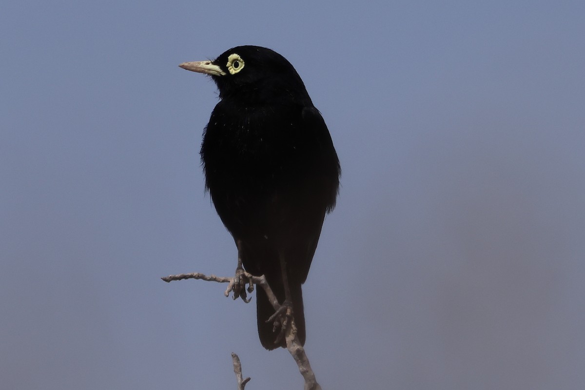 Spectacled Tyrant - ML499145581