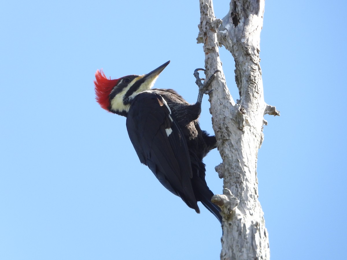 Pileated Woodpecker - Mark Penkower