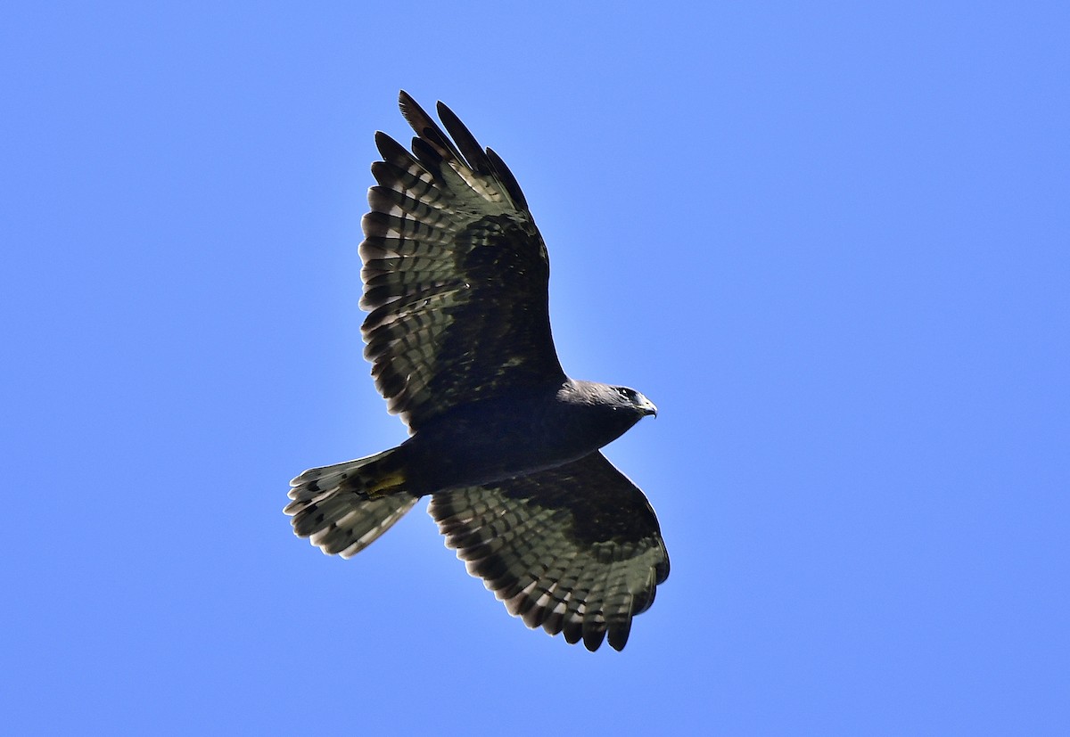 Short-tailed Hawk - JoAnna Clayton