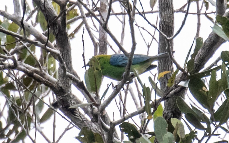 Dotted Tanager - ML499149171