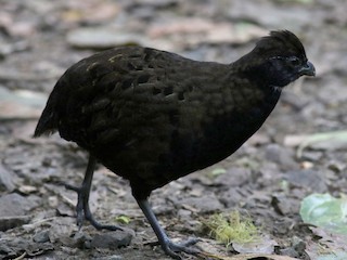  - Black-breasted Wood-Quail