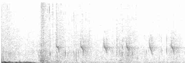 Southern White-fringed Antwren - ML499153981