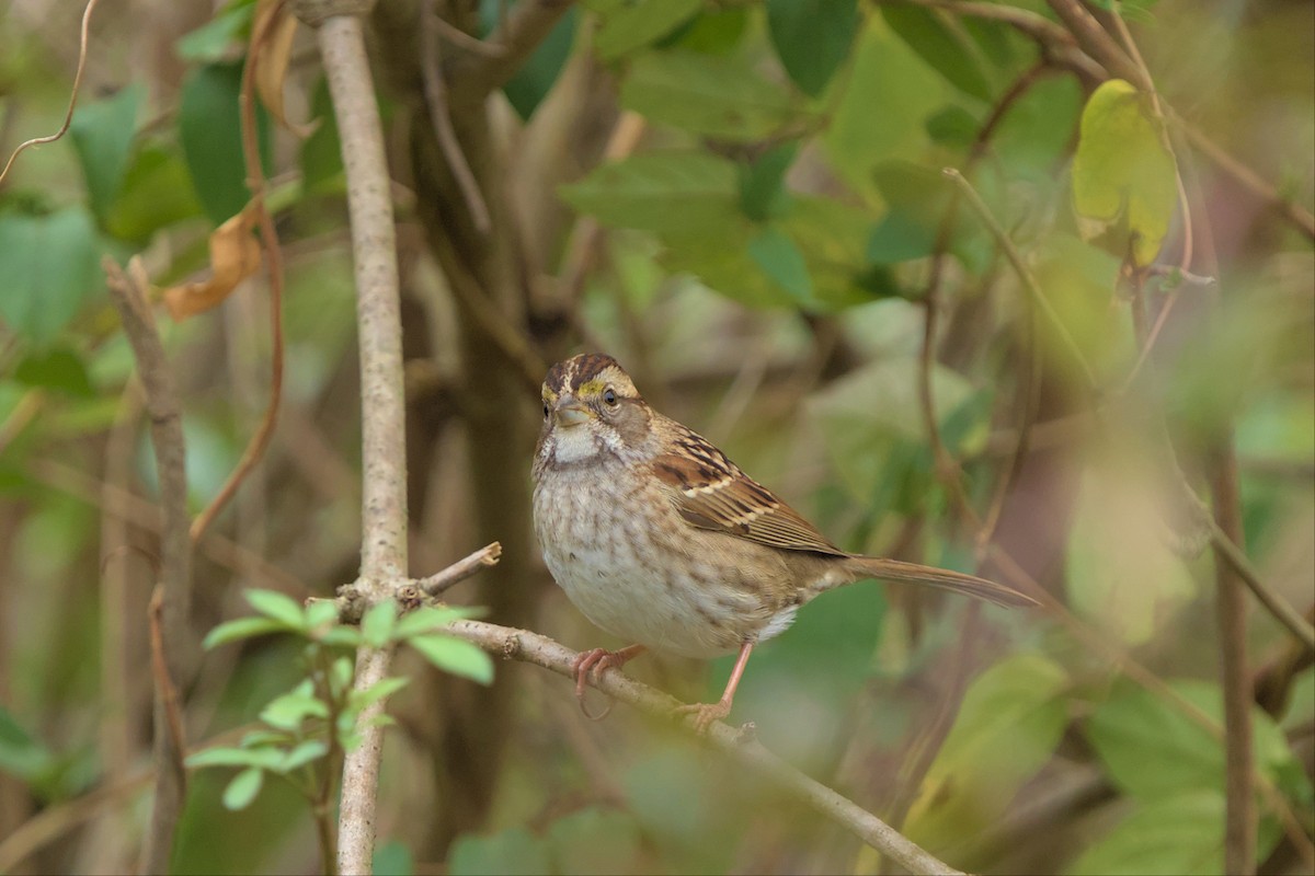 White-throated Sparrow - ML499158251